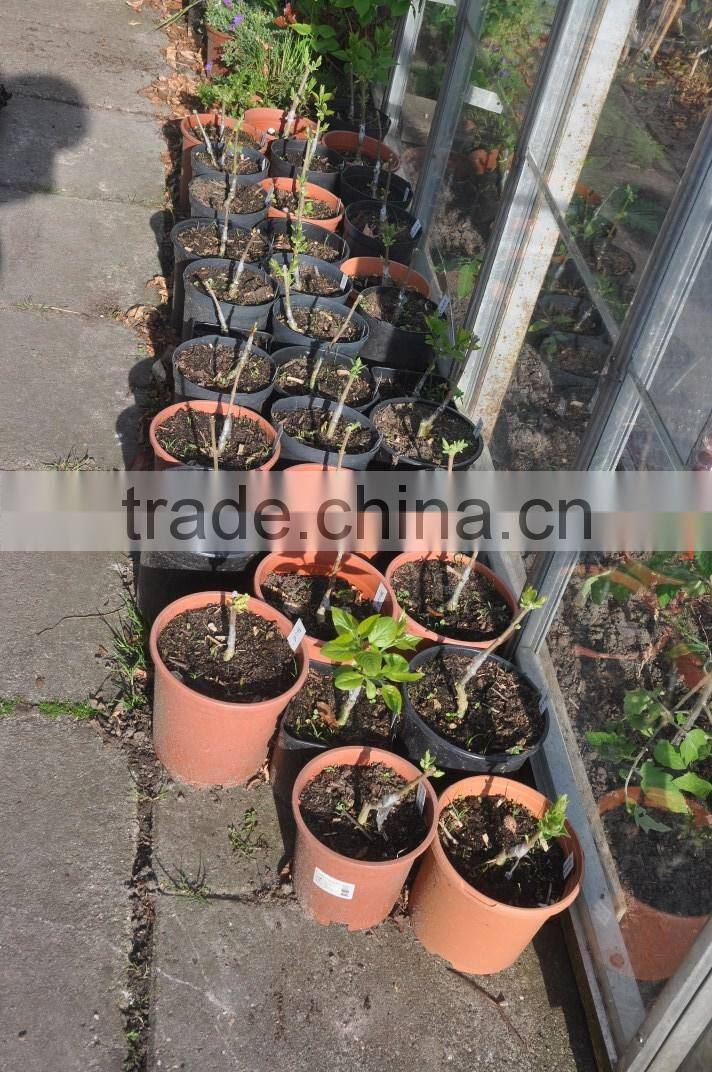 2015 new Omega grafting machine/grafting machine tool /grafting scissor