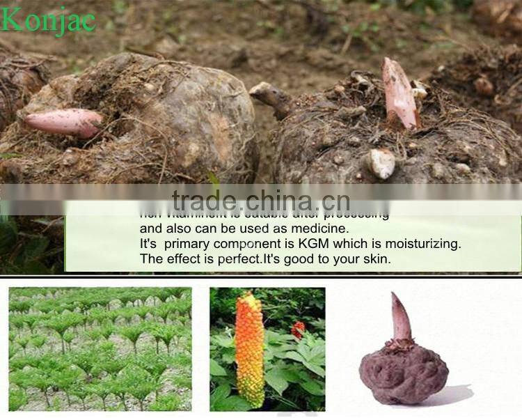 Hot sale Japaness 100% natural organic Konjac cleaning body sponge