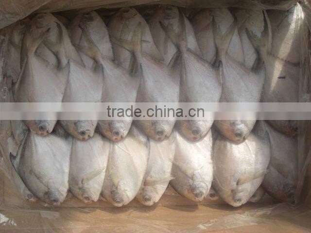 frozen Chinese pomfret