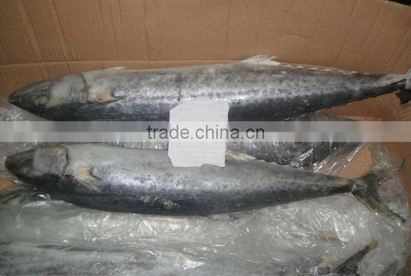 Frozen spanish mackerel 200-300g