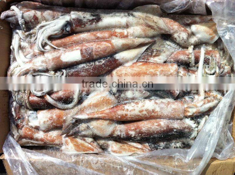 Frozen whole round Squid