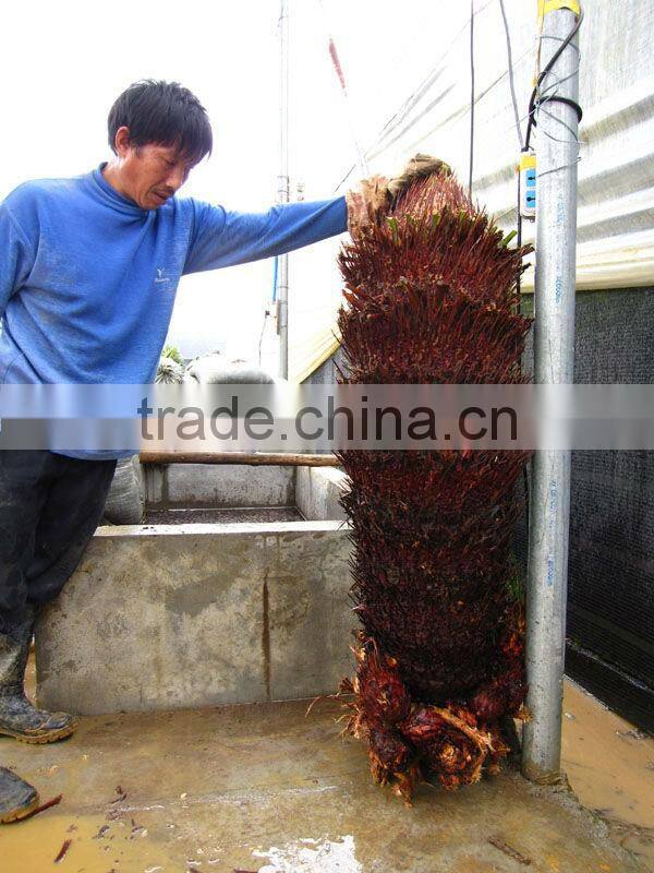 cycas revoluta bare root