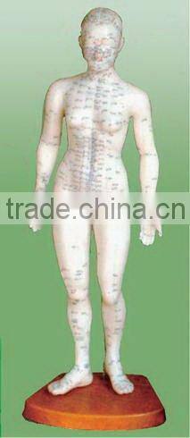 human female model for acupuncture