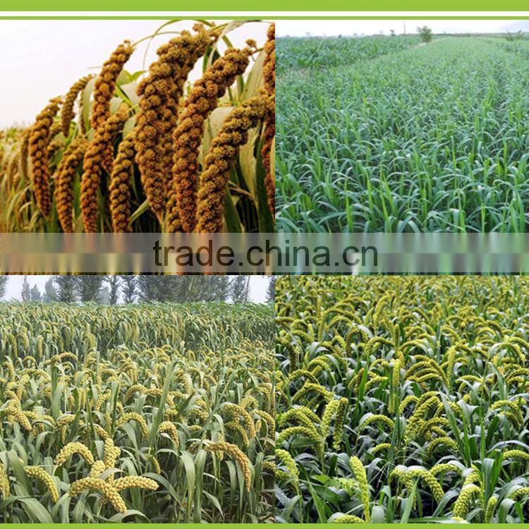 hyperconcentration biological organic non-poisonous the grass family grain filling period use water soluble fertilizer