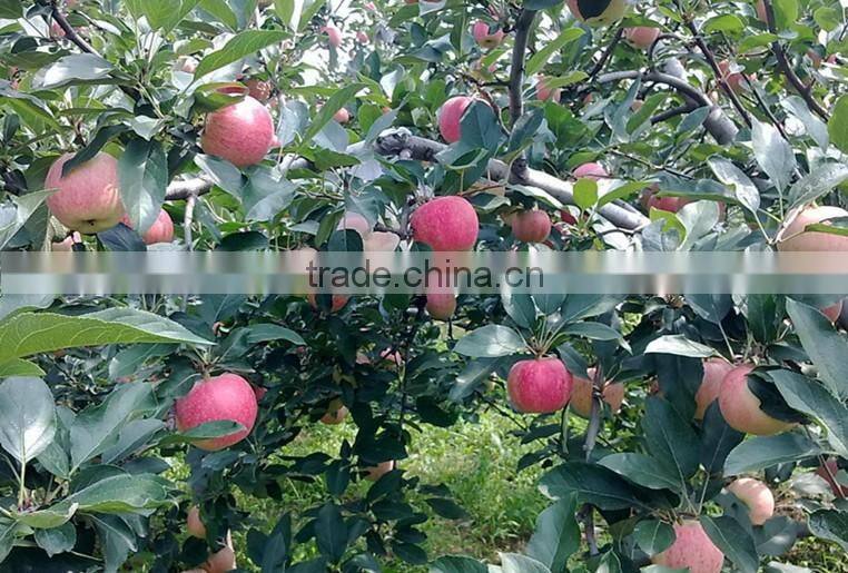 high quality fresh apple(gala) for hot sale