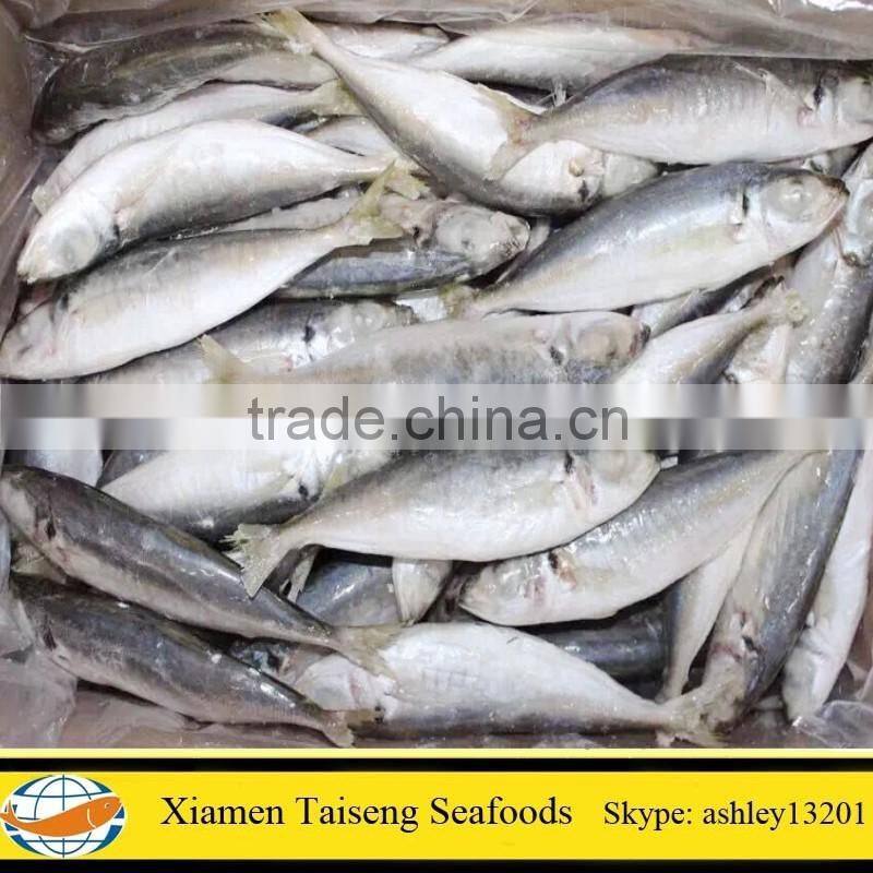 Good Quality Frozen Fish Bait Round Scad On Sale