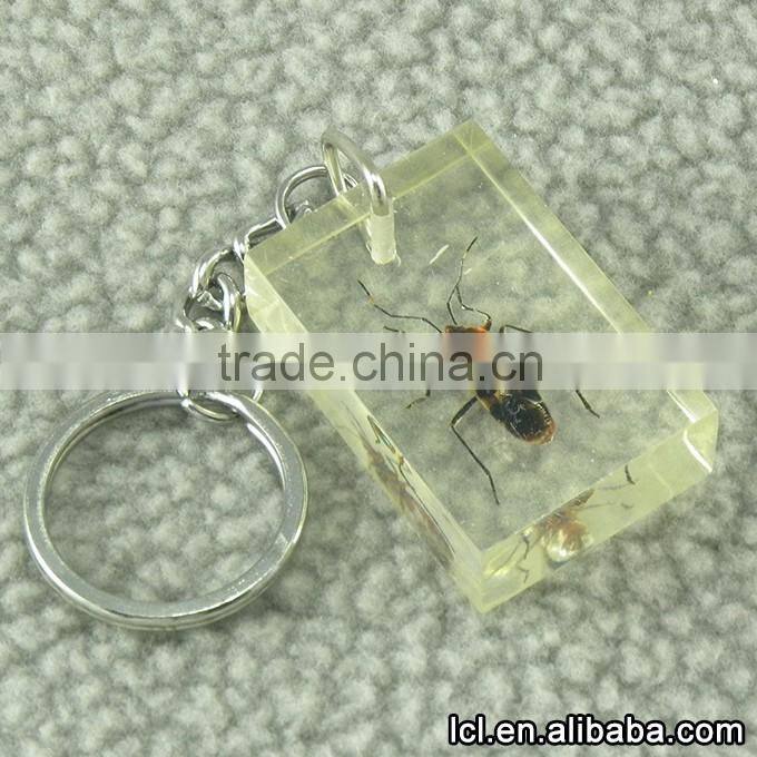 Insect specimen acrylic keychains wholesale, clear acrylic keychains wholesale