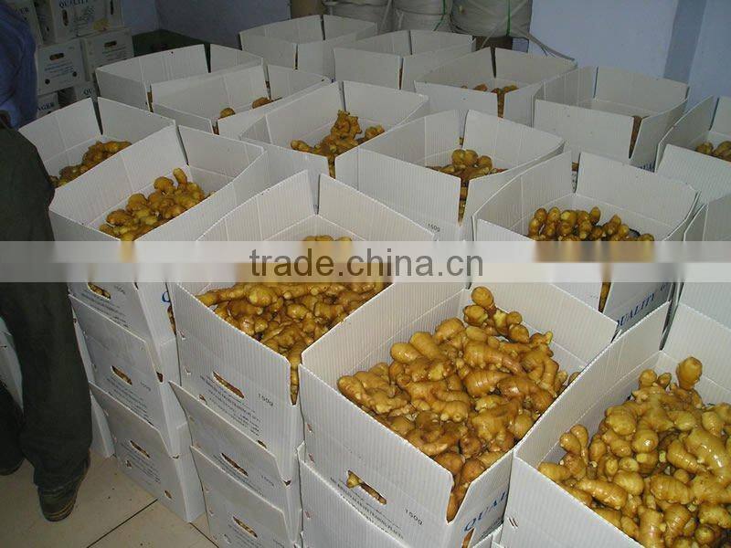 2016 New Ginger Buyer ( High Quality)