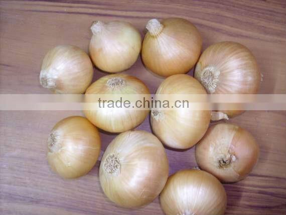 onion ( Red - Yellow - White - spring onion )
