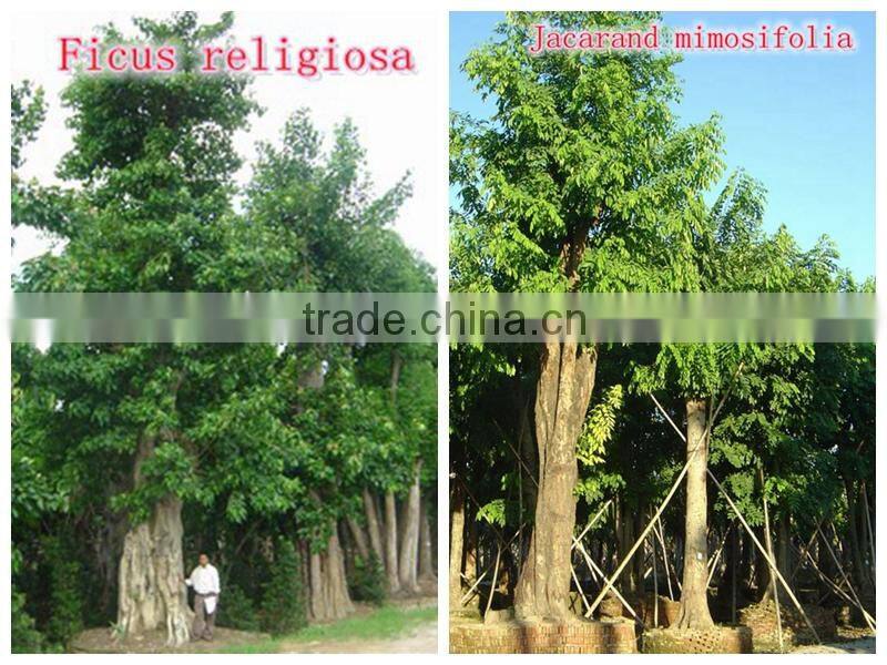 for outdoor landscaping ornamental bonsai plants