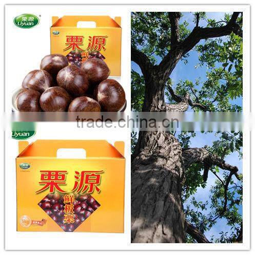 2015 new corp hot sale sweet organic and common fresh chestnuts 30/40 40/60