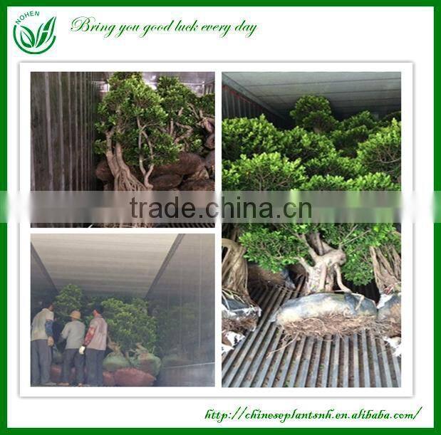 out door plants-3 layer ficus cage-2.2m