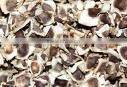 Moringa Oleifera Seed