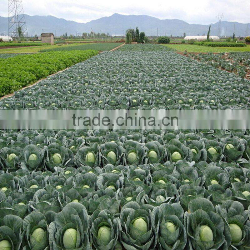 Factory price vegetable seed planter