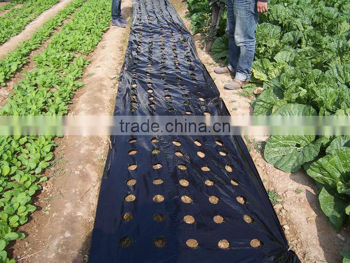 Plastic agricultural perforated film with holes for seeding growth