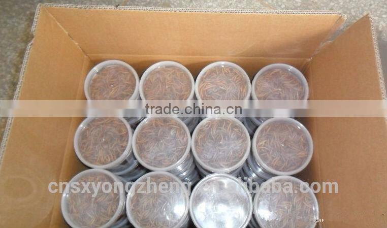 1-2cm Dried Shrimps For Fish Meal