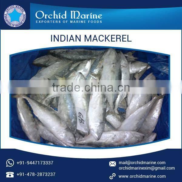 Rich Quality Safe to Consume Delicious Frozen Mackerel Fish