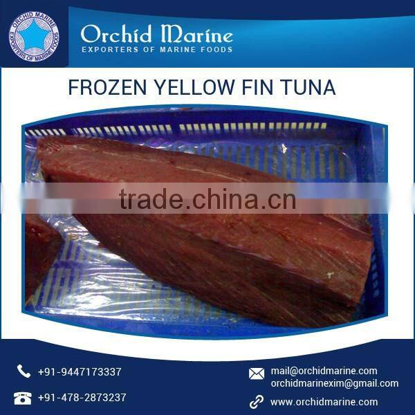 Fresh Canned and Frozen Yellow Fin Tuna Fish Exporter