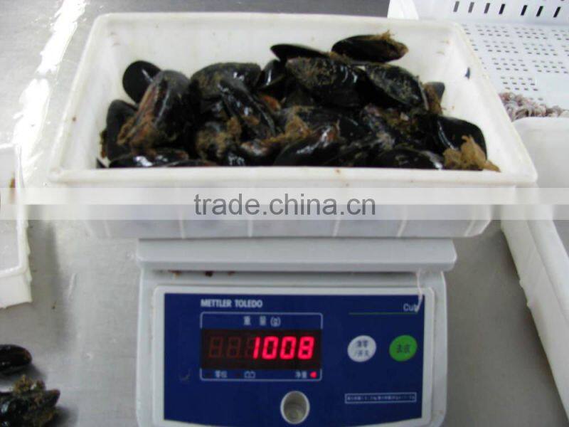 IQF blue mussel meat