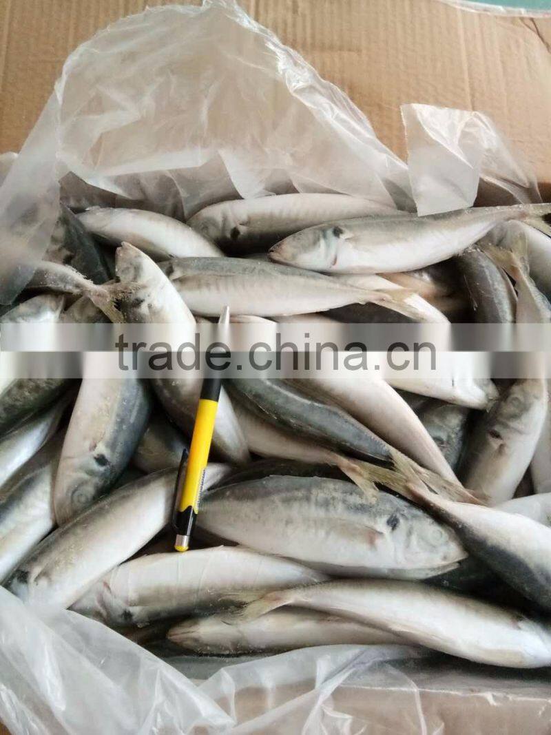 BQF 120/140 Frozen round scad/frozen horse mackerel