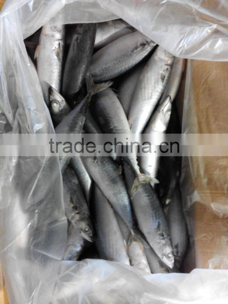 frozen mackerel hot selling