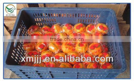 malaysia new year gift fresh quince fruits