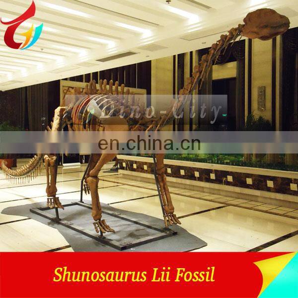 Museum Standard Dinosaur fossils Dinosaurs Skeleton