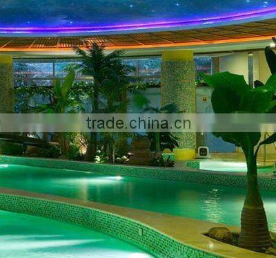 Large banana tree in group