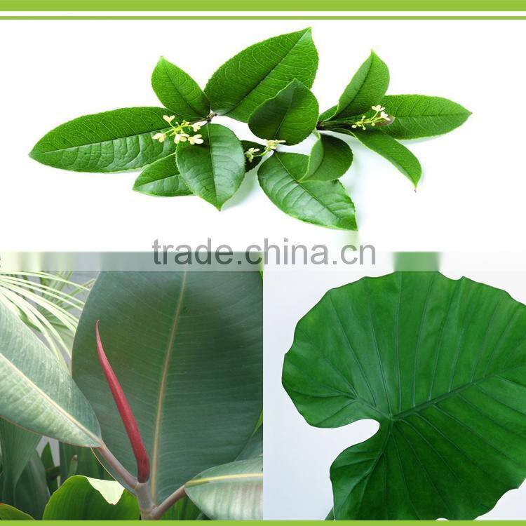 Quickly and high efficiency plant growth promoter Microorganism Bacterium Agent biological foliar fertilizer