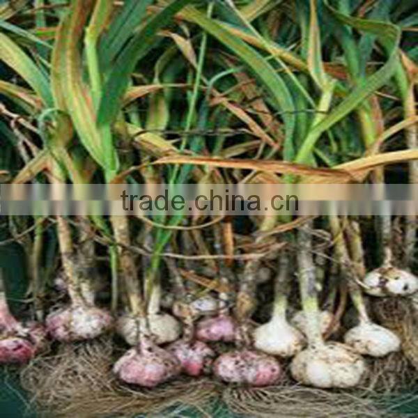 Odorless garlic extract Allicin 0.2% 1% 1% 3% 5% HPLC