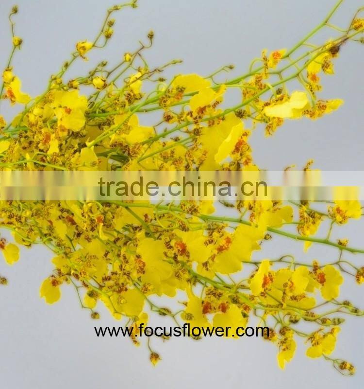 Perennial Plant Fresh Cut Yellow Holland Of Orchid From YUNNAN