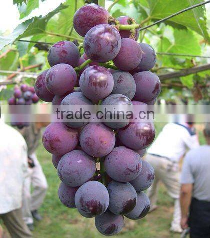 Grape Seed Extract ISO, HALAL, KOSHER