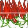 Fresh Red Chilli Pepper