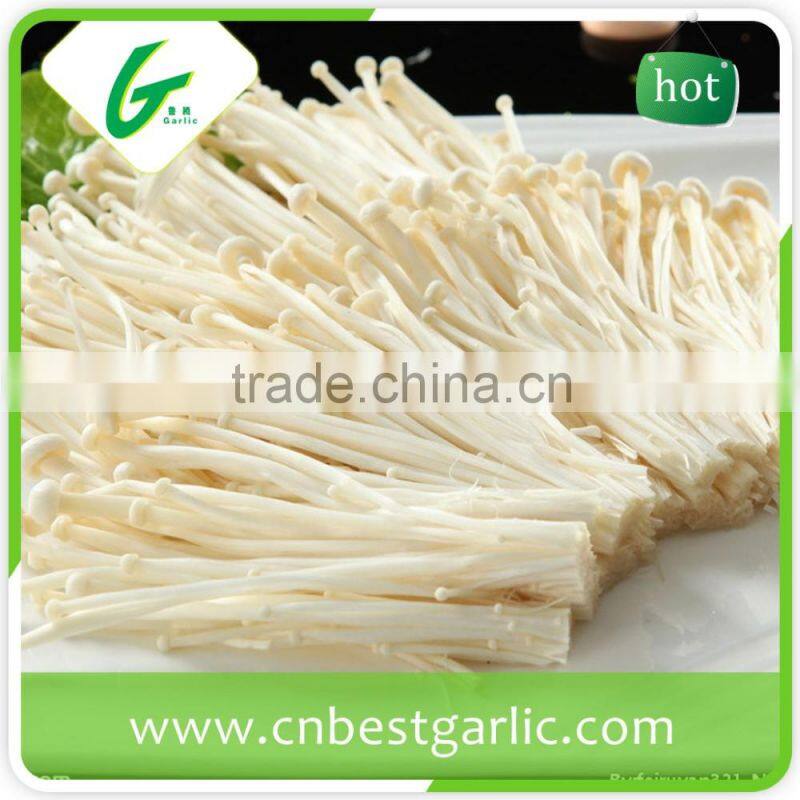 Edible white fresh enoki mushrooms