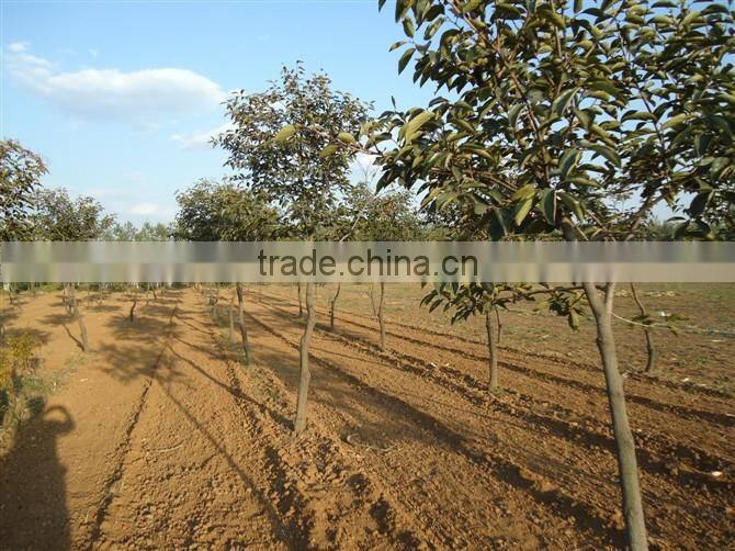 Persimmon tree seedling