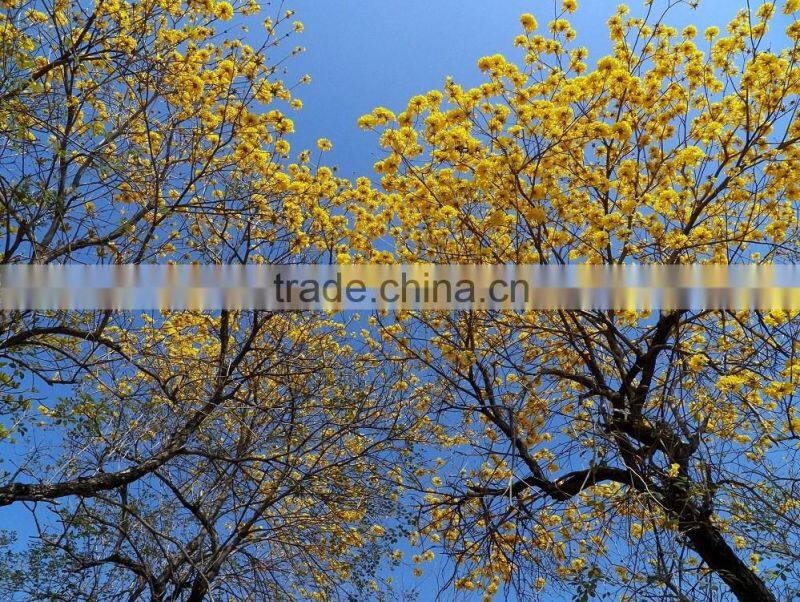Tabebuia chrysantha