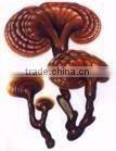 Boten Supplier of 100% Pure Ganoderma Lucidum Spores Oil Softgel