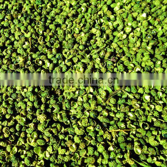 China wholesale cayenne pepper best selling products in europe