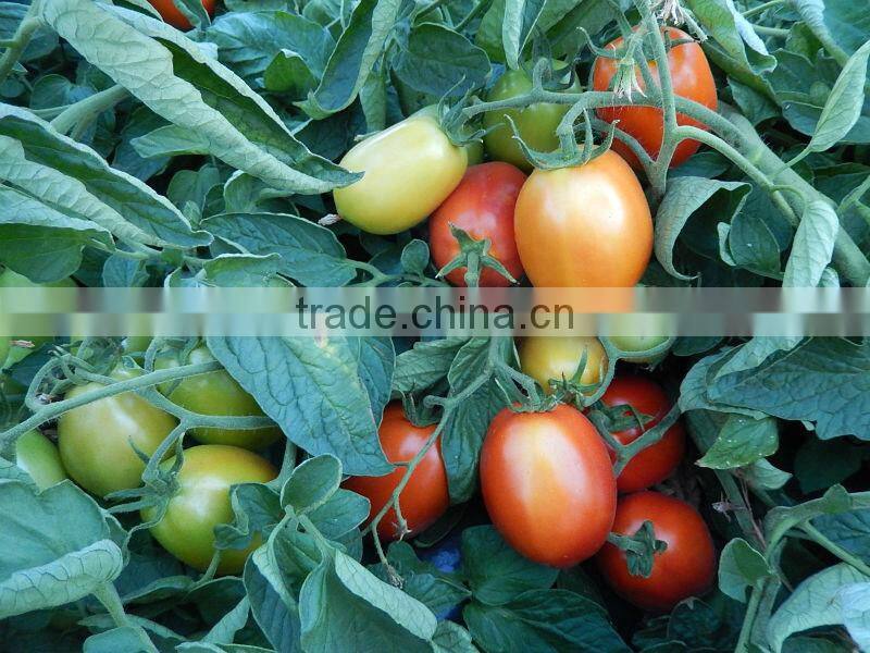 Marina F1 (PELLETED) Hybrid Tomato Seeds
