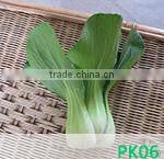 CU02 Jinyan no.4 high yield long cucumber seeds high yield vegetable seeds