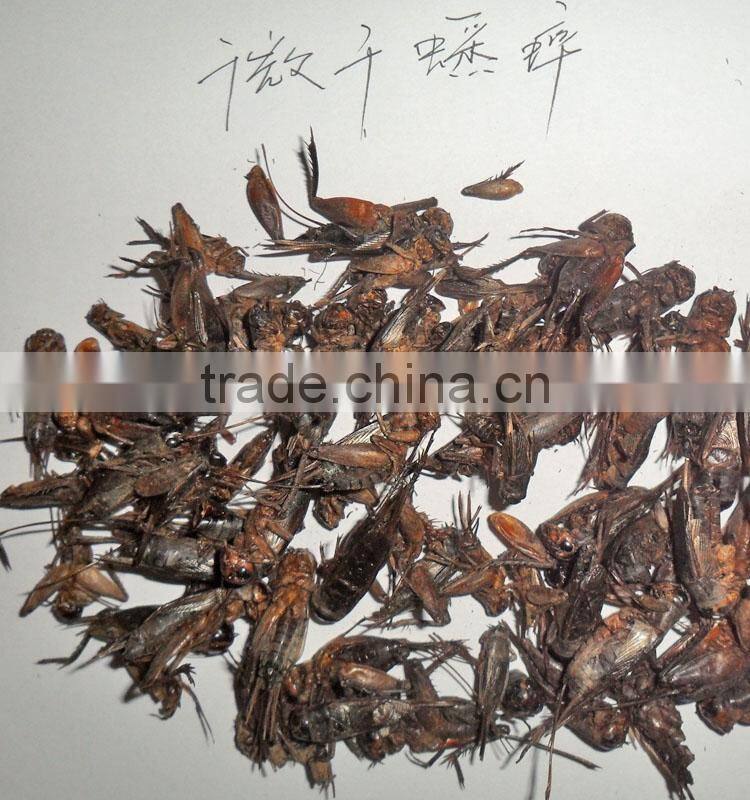 high quality cricket insect