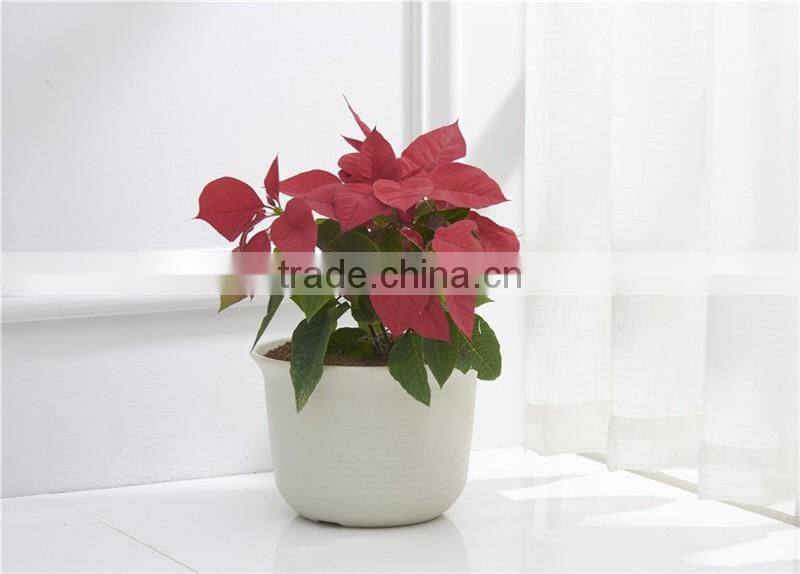 Plastic Round succulent Plant Pot/Cactus Plant Pot Flower Container