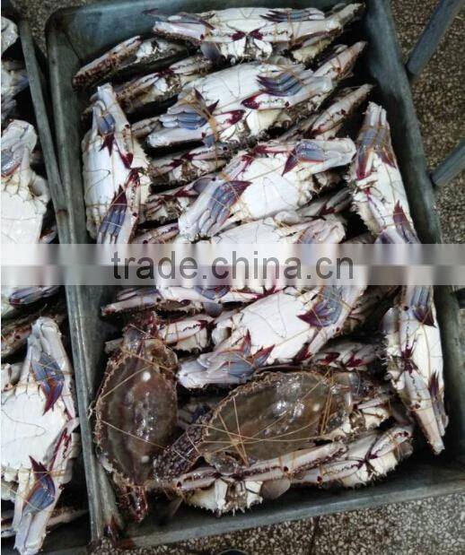 Frozen Blue Swimming Crab products