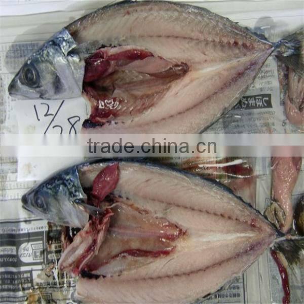 iqf frozen wholesale fresh fish