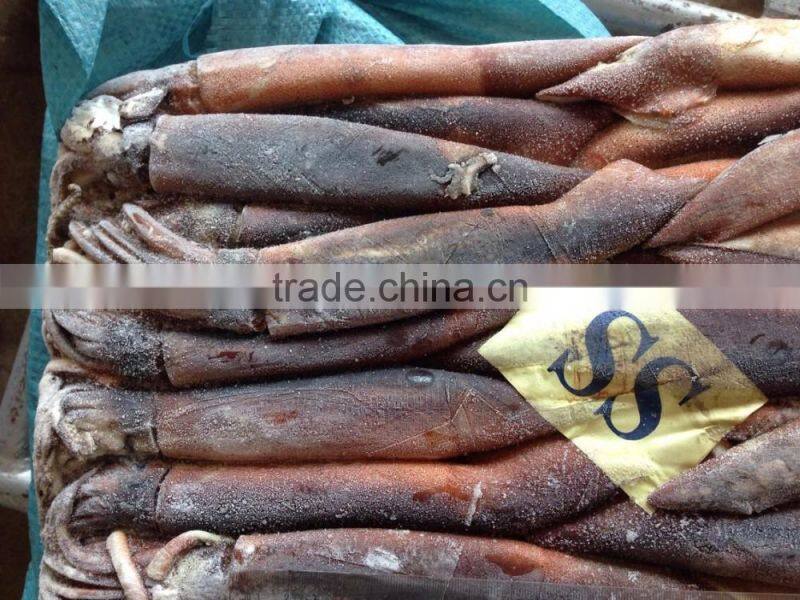 frozen illex squid whole round
