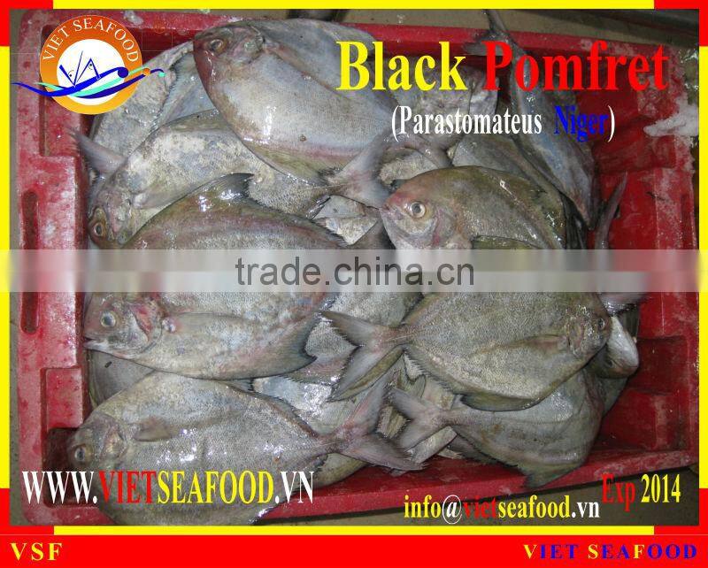 FROZEN BLACK POMFRET W/R