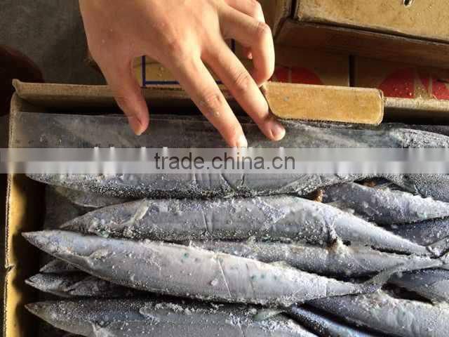 Pacifc saury Cololabis Saira