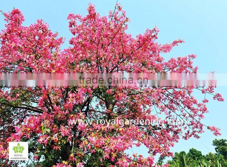 chorisia.speciosa flowering project trees