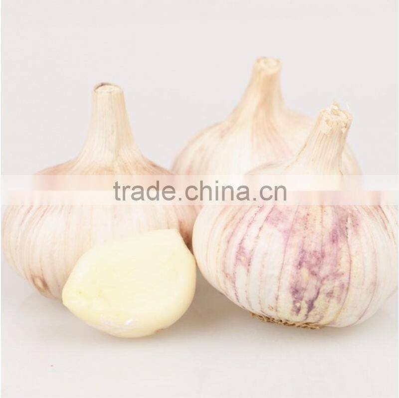 wholesale Chinese purple and white garlic