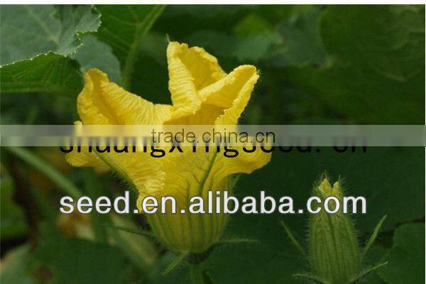 Yellow Sun chinese yellow skin high yield pumpkin seeds